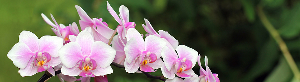 Orchidee